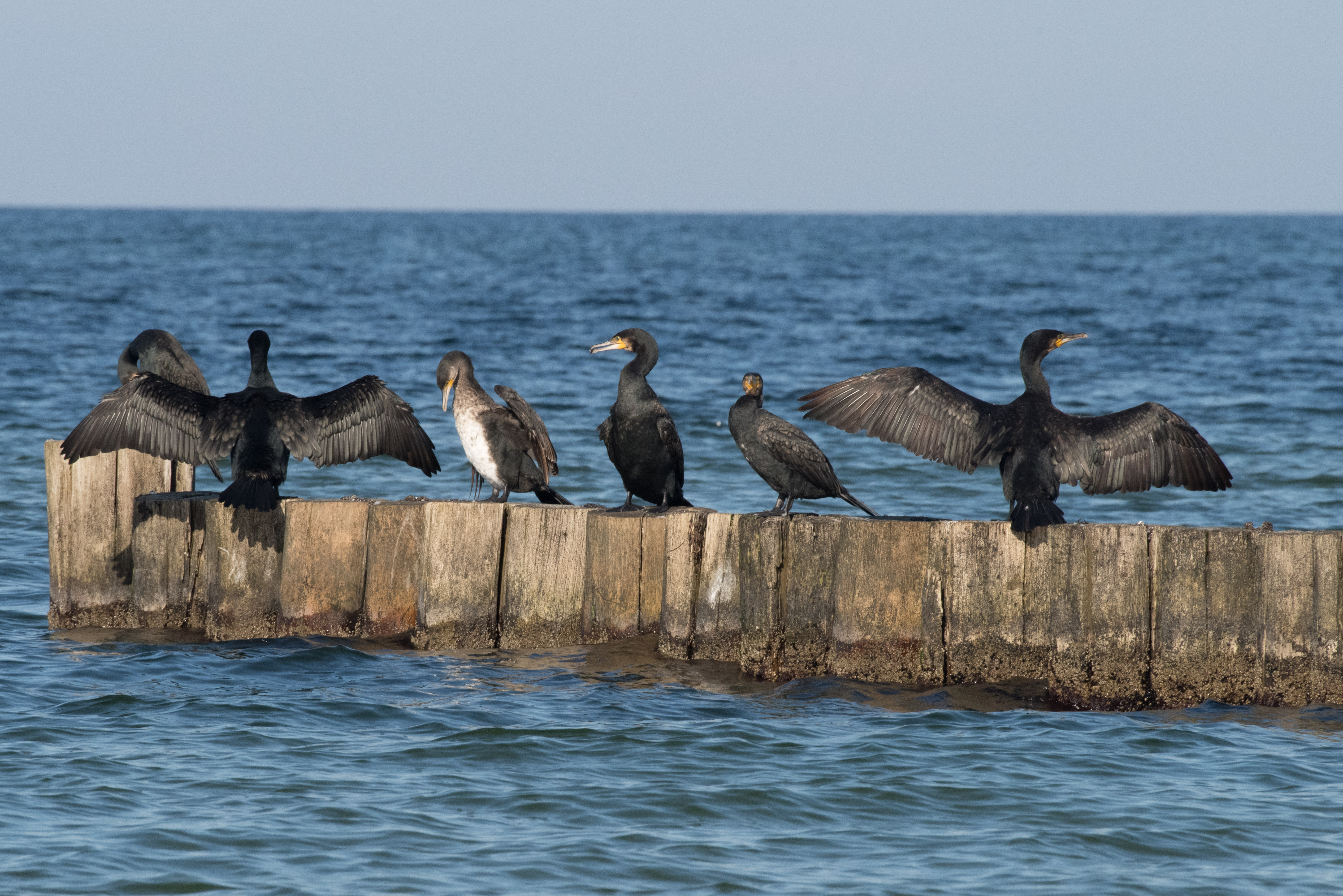 Kormorane am Meer