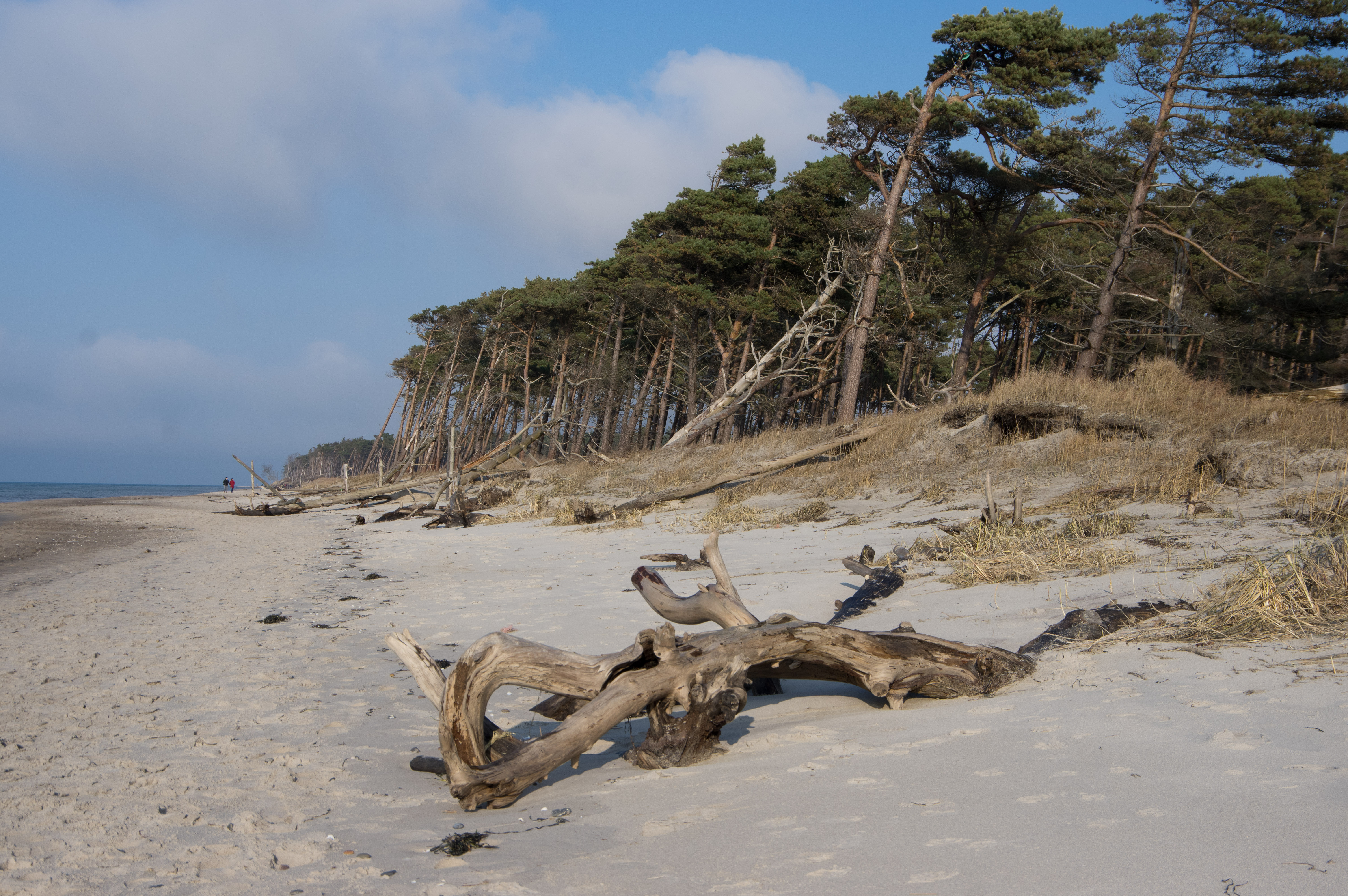 Strand am Darßer Ort