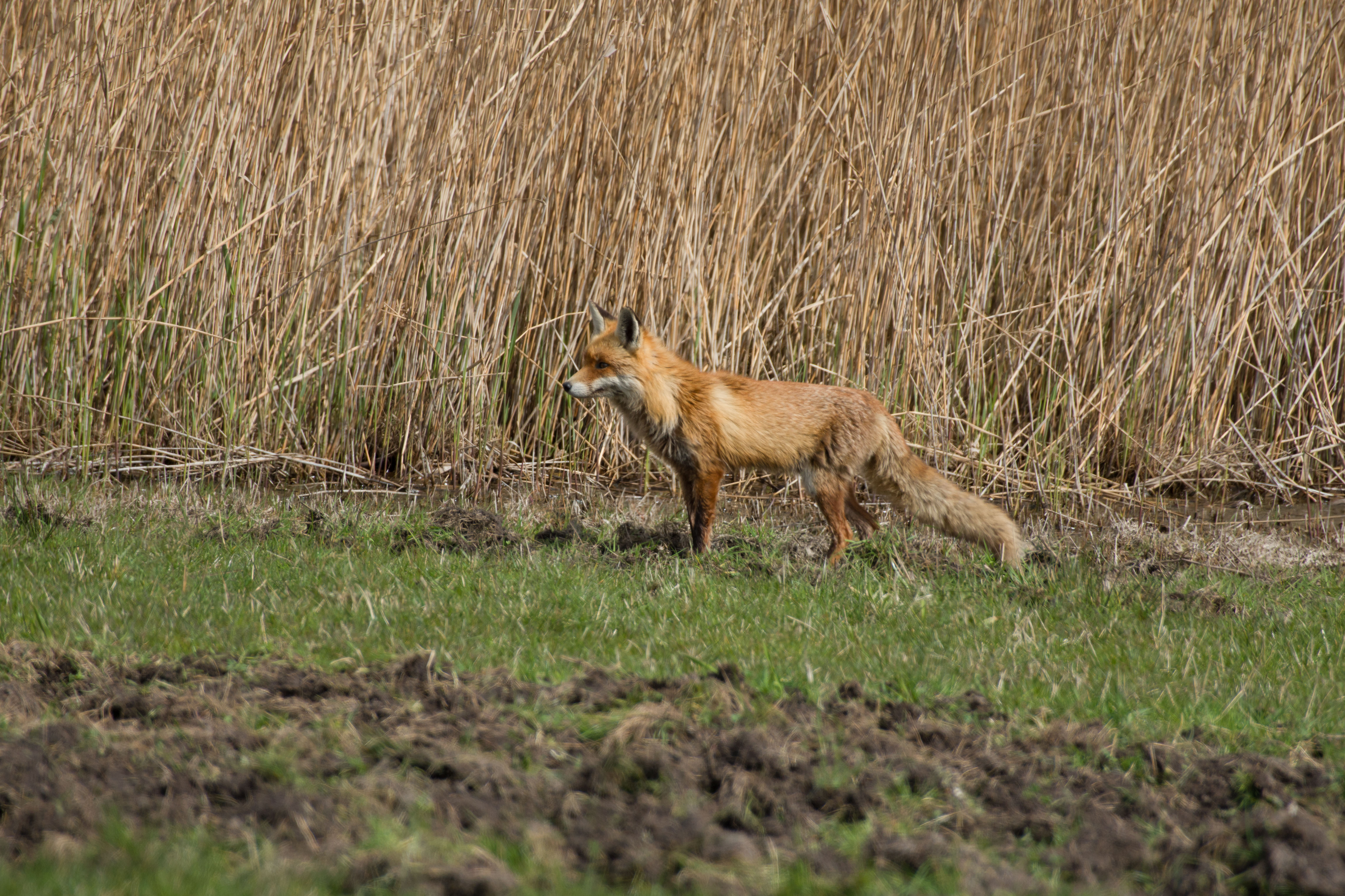 Fuchs auf der Jagd