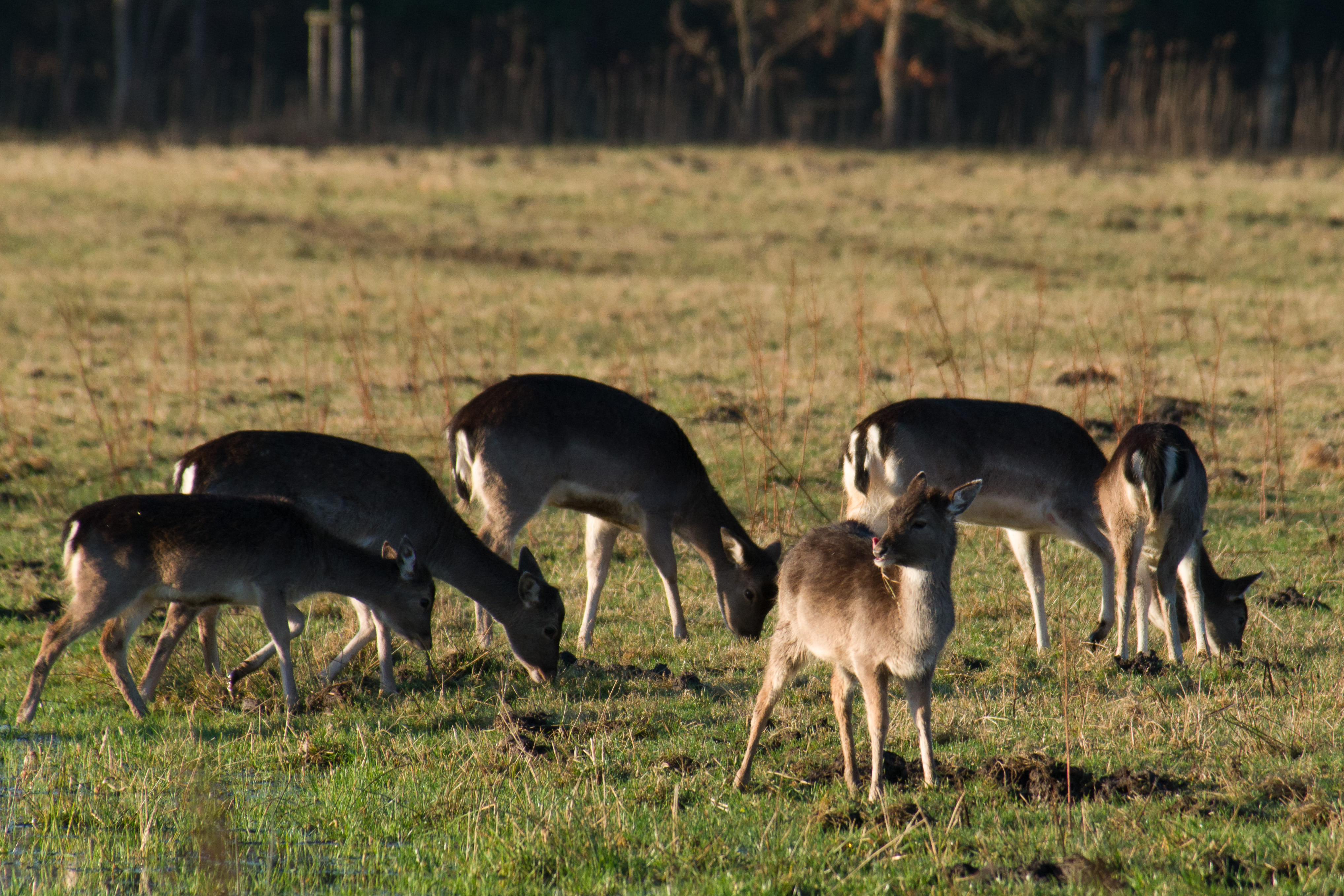 Hirsche auf der Wiese vor der Haussiedlung